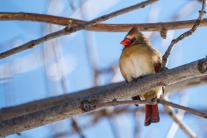 Madame Cardinal